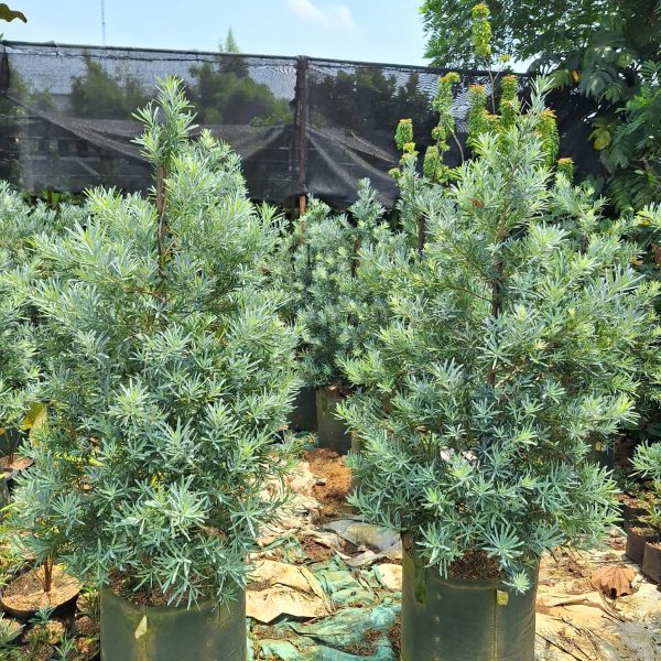 WhatsApp Image 2026-02-28 at 06.03.11 (1)