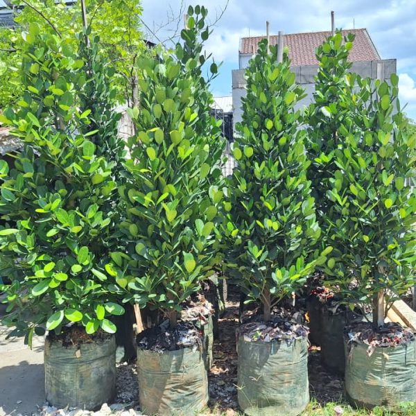 WhatsApp Image 2026-02-28 at 06.03.11