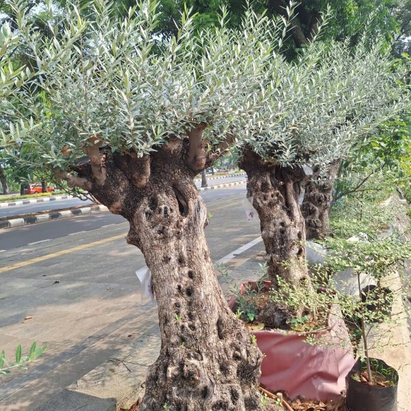 WhatsApp Image 2026-02-28 at 06.03.12 (1)