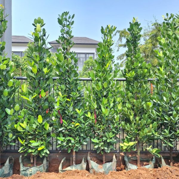 WhatsApp Image 2026-02-28 at 06.03.15